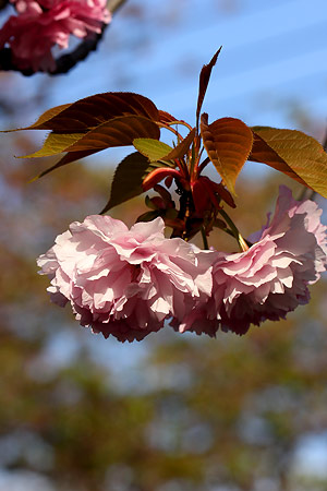 �J���U��(�֎R)