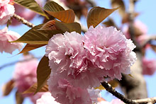 �J���U��(�֎R)�̉Ԃт�