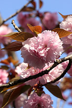 �J���U��(�֎R)�̉�