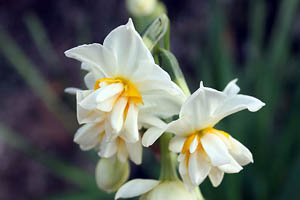 八重咲き水仙