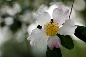 ����A�쐶�̃T�U���J