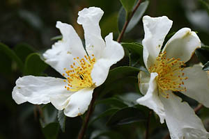 ����A�쐶�̎R����