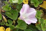 ハマヒルガオ(浜昼顔)