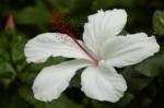 ハイビスカス(白)