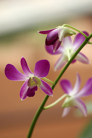 デンドロビウム