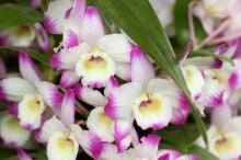 デンドロビウム