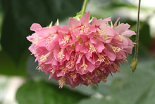 ドンベアウォリッキー