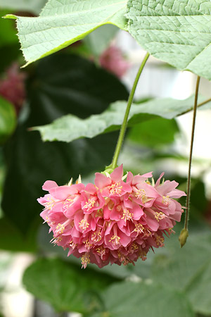 ドンベアウォリッキー