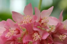 ドンベアウォリッキー