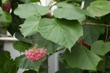 ドンベアウォリッキー