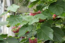 ドンベアウォリッキー