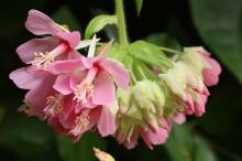 ドンベアウォリッキー