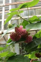 ドンベアウォリッキー