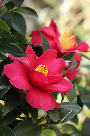 ハルサザンカ(春山茶花)