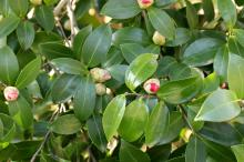 ハルサザンカ(春山茶花)