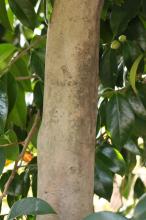 ハルサザンカ(春山茶花)