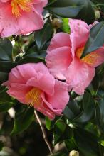 ハルサザンカ(春山茶花)