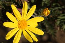 ユリオプスデージー