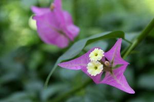 ブーゲンビリア