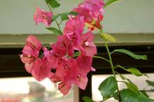 ブーゲンビリア