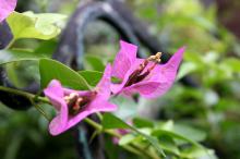 ブーゲンビリア