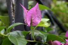 ブーゲンビリア