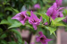 ブーゲンビリア