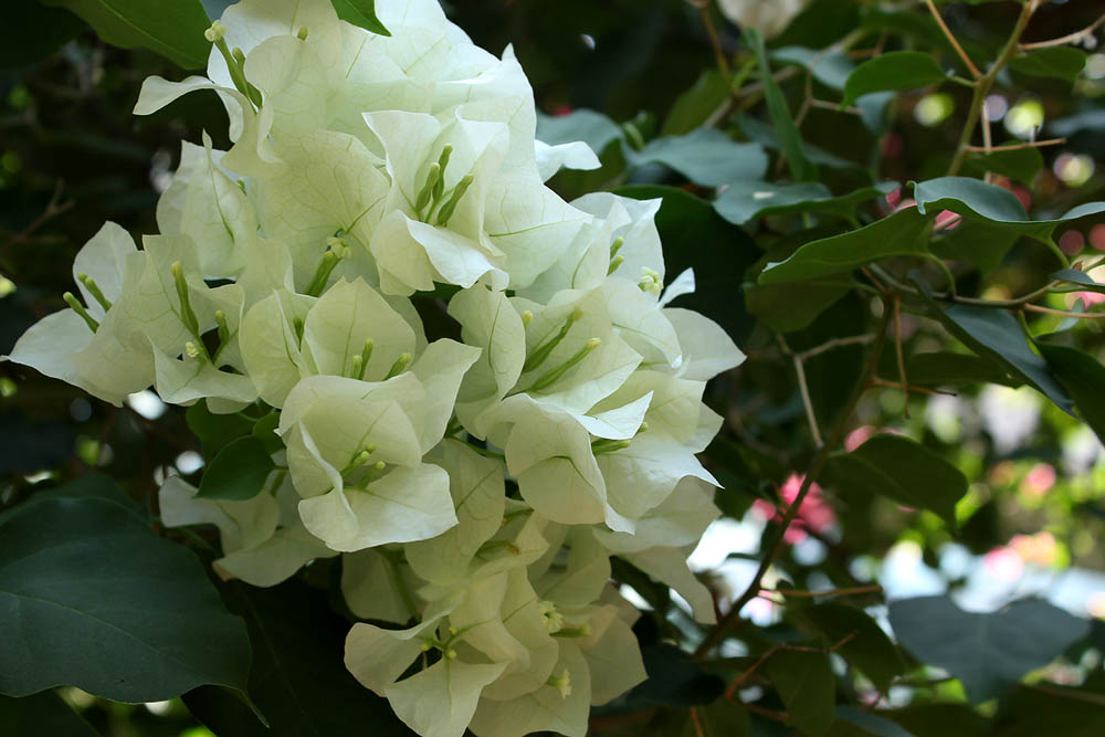 お花の写真集 ブーゲンビリア 白