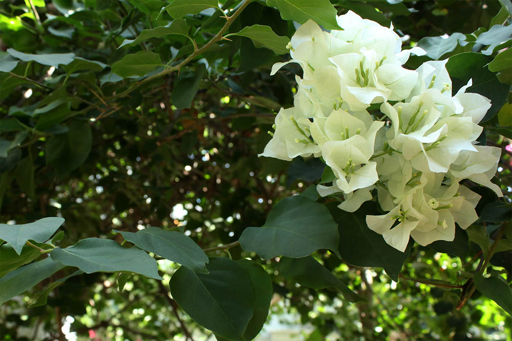 お花の写真集 ブーゲンビリア 白