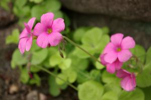 オキザリス・ボーウィ