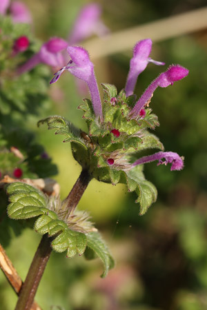 ホトケノザ(仏の座)