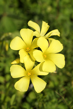 オオキバナカタバミ(大黄花片喰)