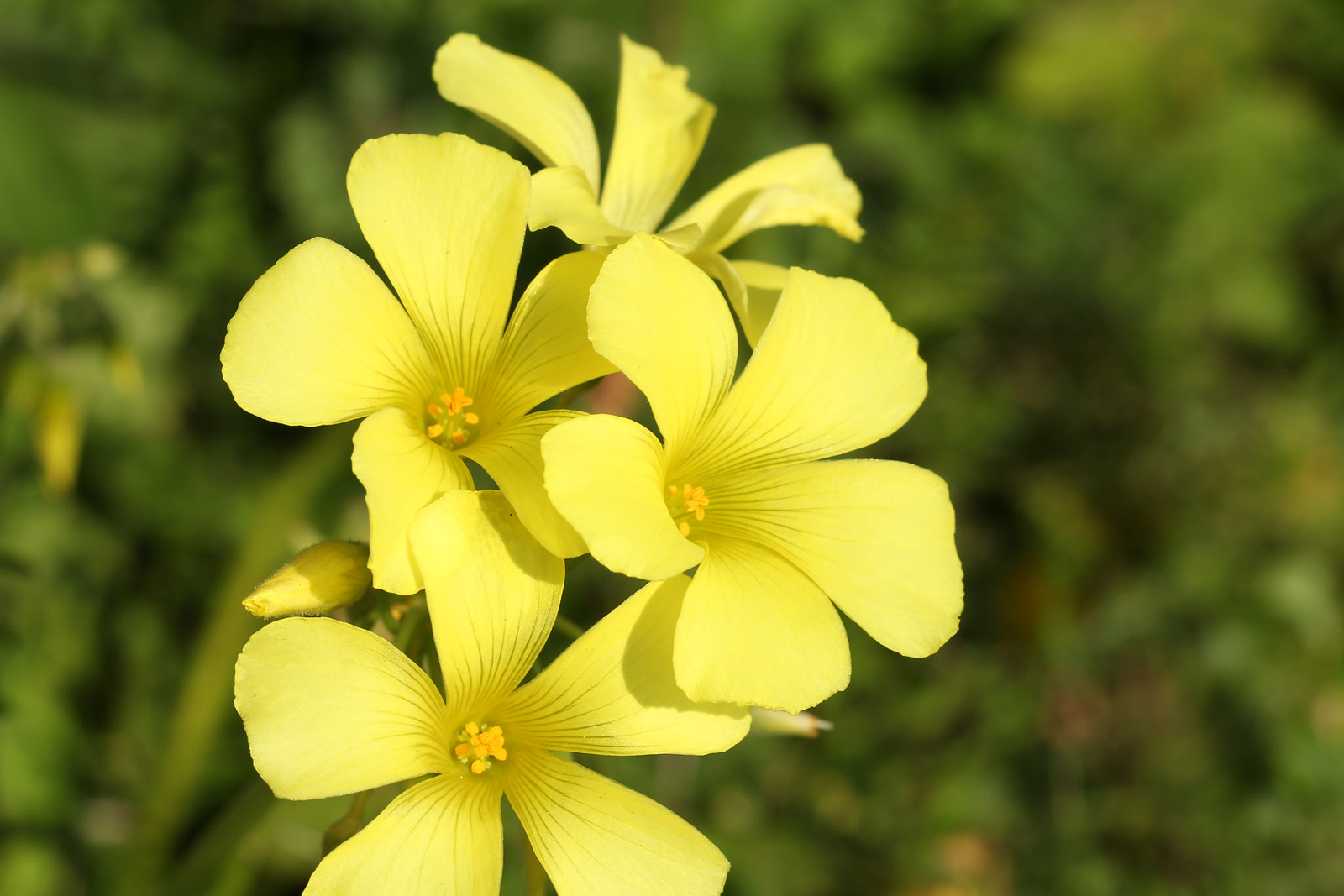 お花の写真集 オオキバナカタバミ 大黄花片喰