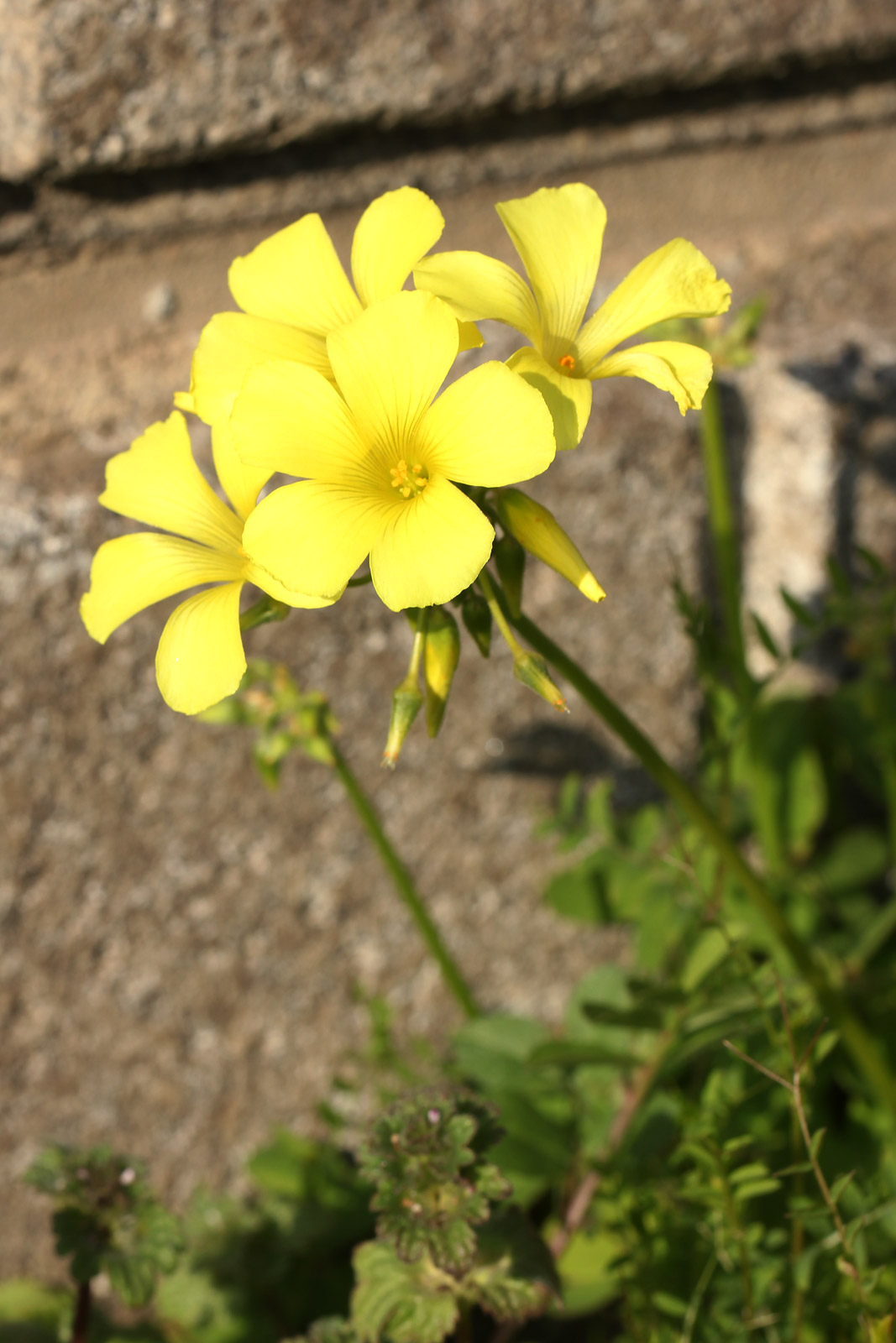 お花の写真集 オオキバナカタバミ 大黄花片喰