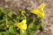 オオキバナカタバミ(大黄花片喰)
