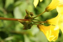 オオキバナカタバミ(大黄花片喰)