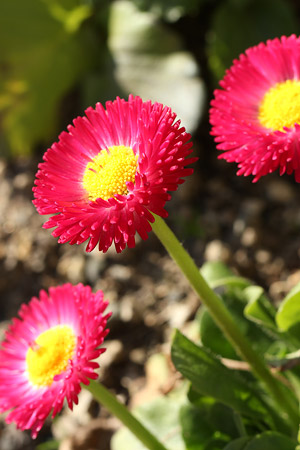 デージー/ヒナギク(赤)