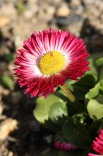 デージー/ヒナギク(赤)