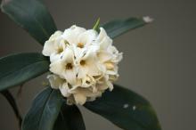 ジンチョウゲ(沈丁花)