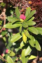 ジンチョウゲ(沈丁花)