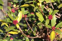 ジンチョウゲ(沈丁花)