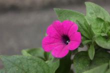 這性ペチュニア