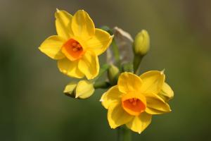 スイセン(黄色)