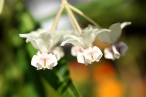 フウセントウワタ(風船唐綿)