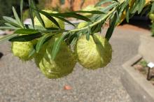 フウセントウワタ(風船唐綿)