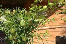 フウセントウワタ(風船唐綿)