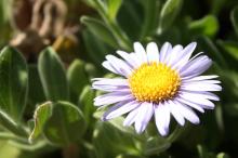 ダルマギク(達磨菊)