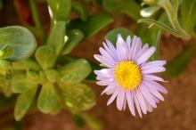 ダルマギク(達磨菊)