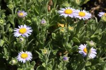 ダルマギク(達磨菊)