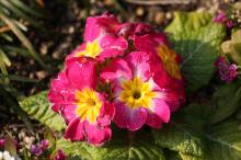 プリムラ・ジュリアン/ポリアンサ